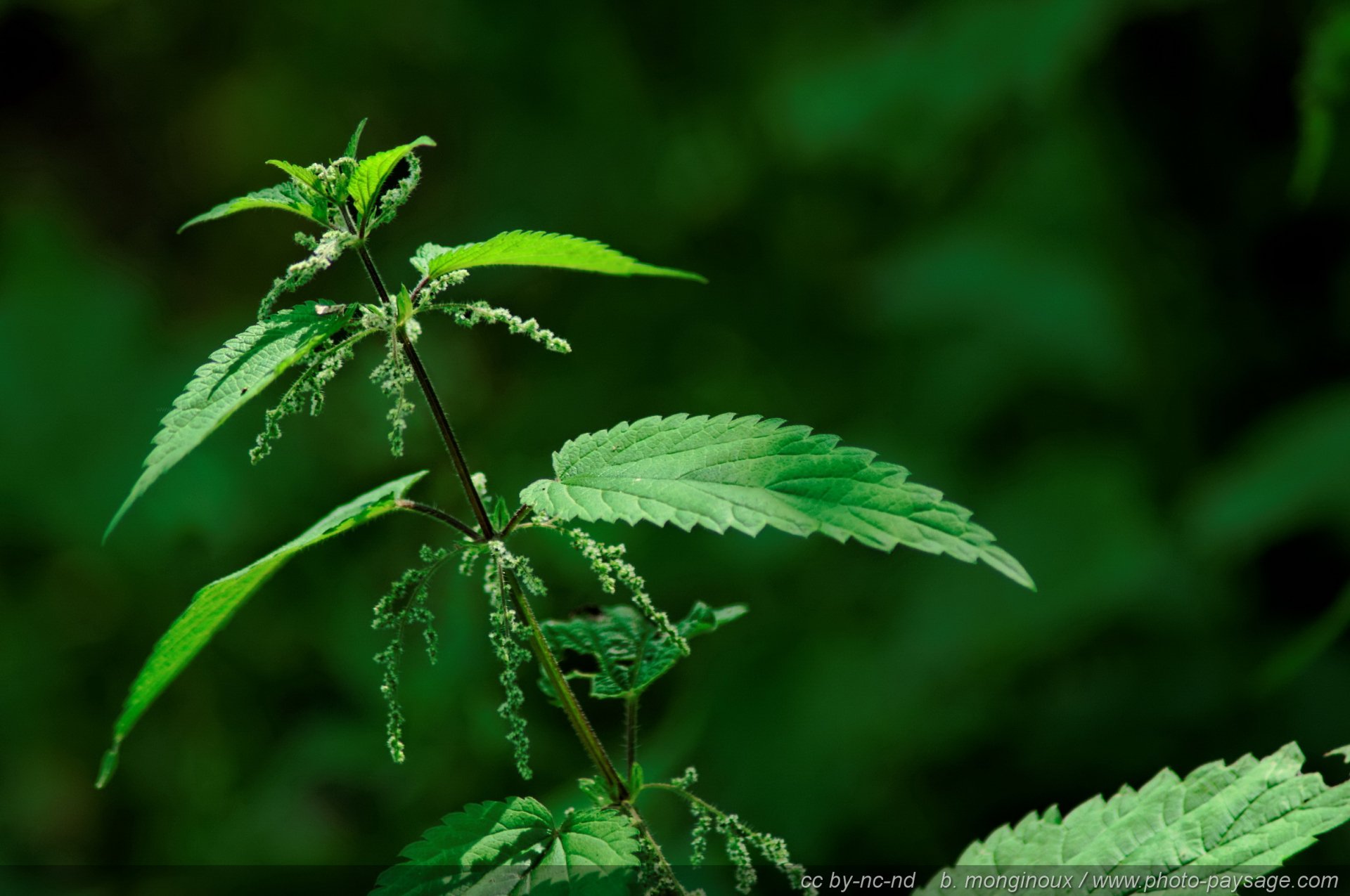 Download Nature Close-up HD Wallpaper by B.Monginoux