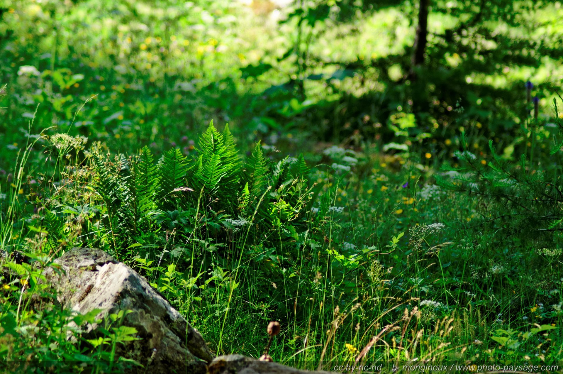 Download Nature Close-up HD Wallpaper by B.Monginoux