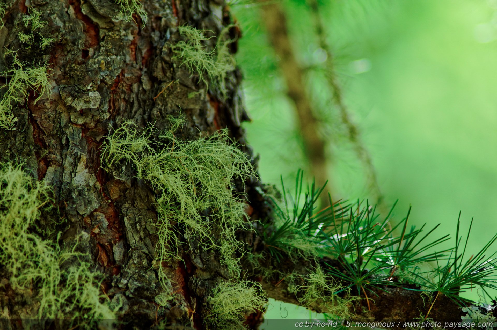 Download Nature Close-up HD Wallpaper by B.Monginoux