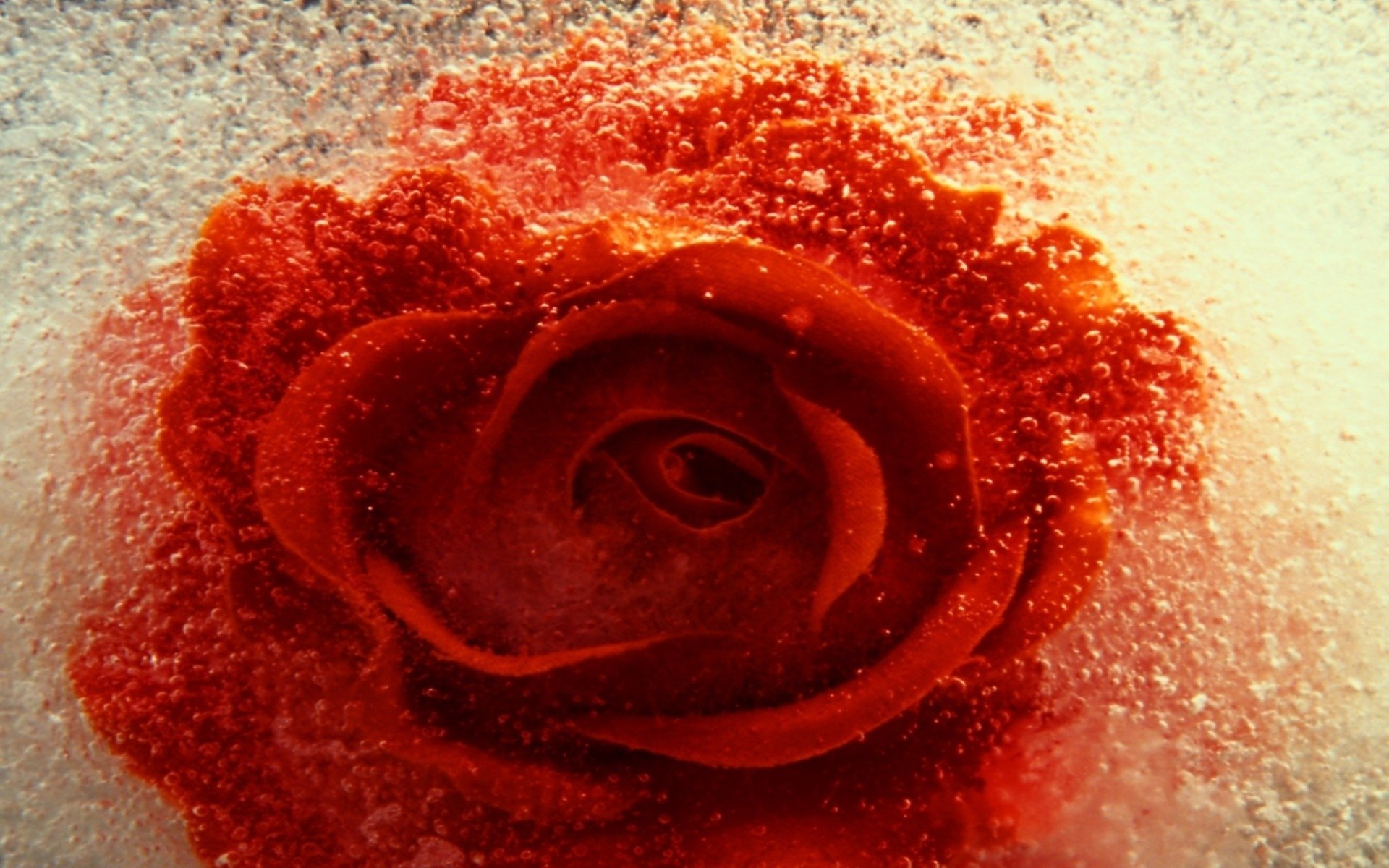 HD PC desktop wallpaper of a red rose flower close-up, vibrant petals encased in sparkling icy crystals — a nature-themed rose background.
