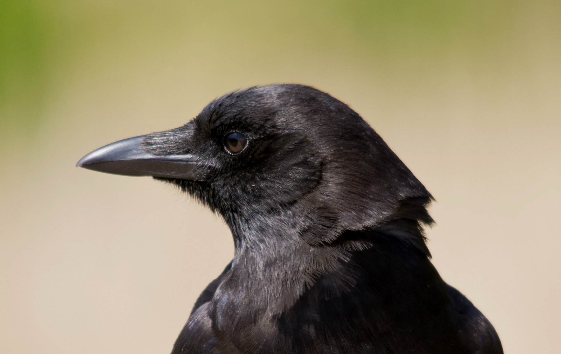 HD PC desktop wallpaper featuring a close-up side profile of a black crow against a soft, blurred natural background.