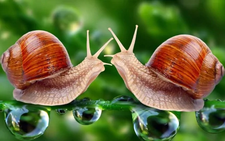 HD PC desktop wallpaper featuring two snails with detailed shells on a dewy green plant, showcasing vibrant natural colors and close-up animal photography.