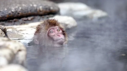 Animal Japanese macaque snow monkey HD Desktop Wallpaper | Background Image