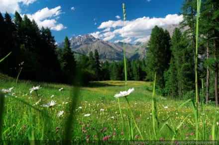 HD PC desktop wallpaper showcasing a vibrant natural landscape with wildflowers in the foreground, lush green trees, and majestic mountains under a bright blue sky.