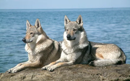 Two wolfdogs lounging on a rocky shore by a calm body of water, showcasing their striking features against a serene background. HD desktop wallpaper showcasing nature and wildlife.