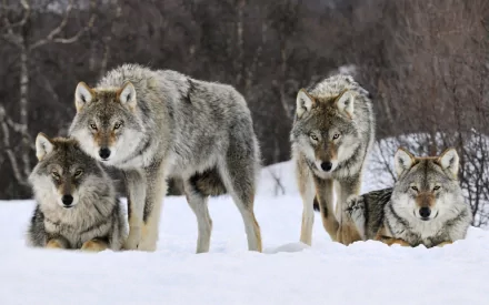 A captivating HD wallpaper featuring a group of wolves in a snowy landscape, showcasing their striking fur and vigilant demeanor against a serene backdrop.