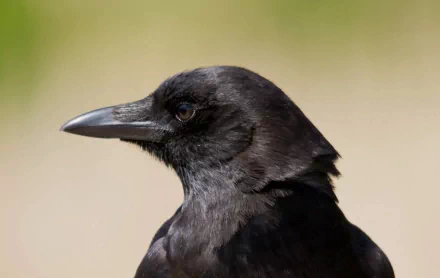 HD PC desktop wallpaper featuring a close-up side profile of a black crow against a soft, blurred natural background.