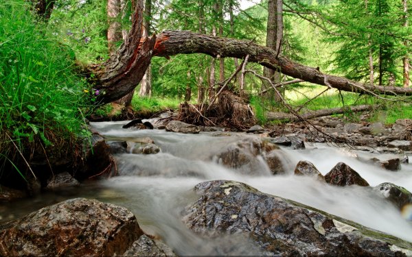 Nature Stream HD Wallpaper | Background Image