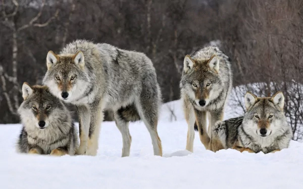 A captivating HD wallpaper featuring a group of wolves in a snowy landscape, showcasing their striking fur and vigilant demeanor against a serene backdrop.