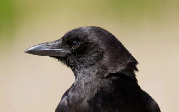 HD PC desktop wallpaper featuring a close-up side profile of a black crow against a soft, blurred natural background.