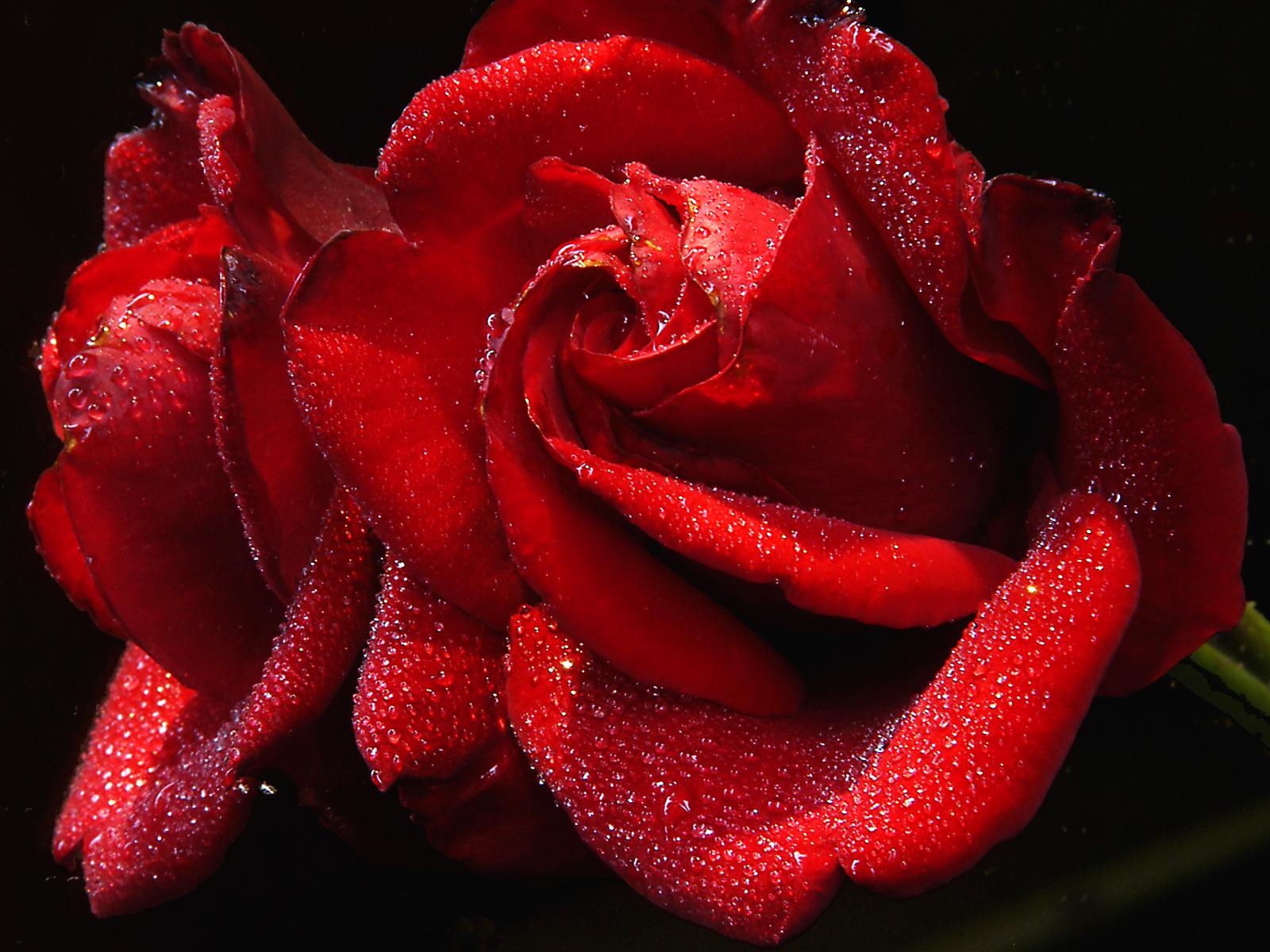 Download Nature Rose Wallpaper