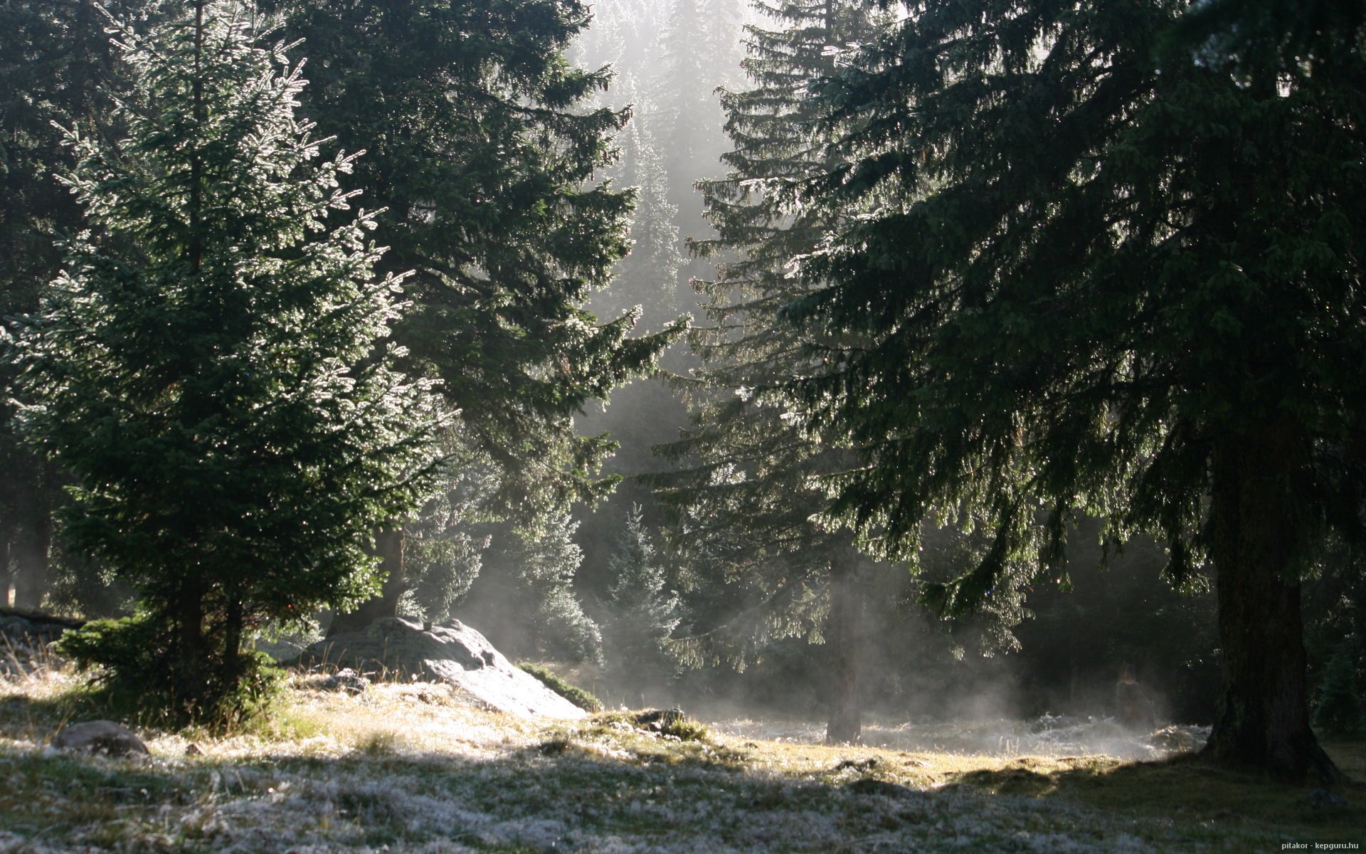 HD PC desktop wallpaper and background: sunlit forest clearing with mist weaving through tall evergreens, dappled light on mossy ground — nature, forest.