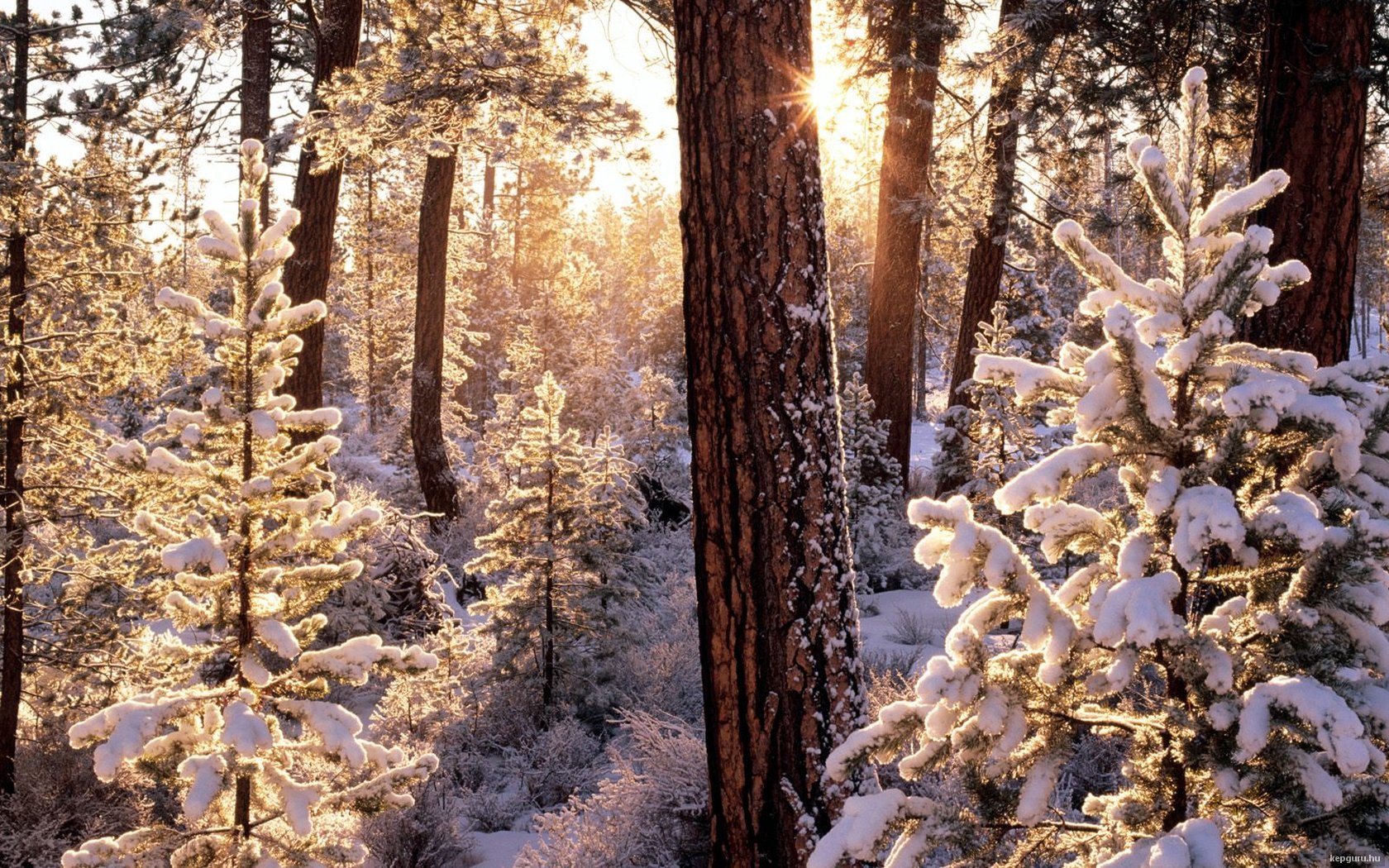Snow-dusted evergreens and tall pines bathed in golden sunrise, sunbeams filtering through the forest — nature scene, HD PC desktop wallpaper and background.
