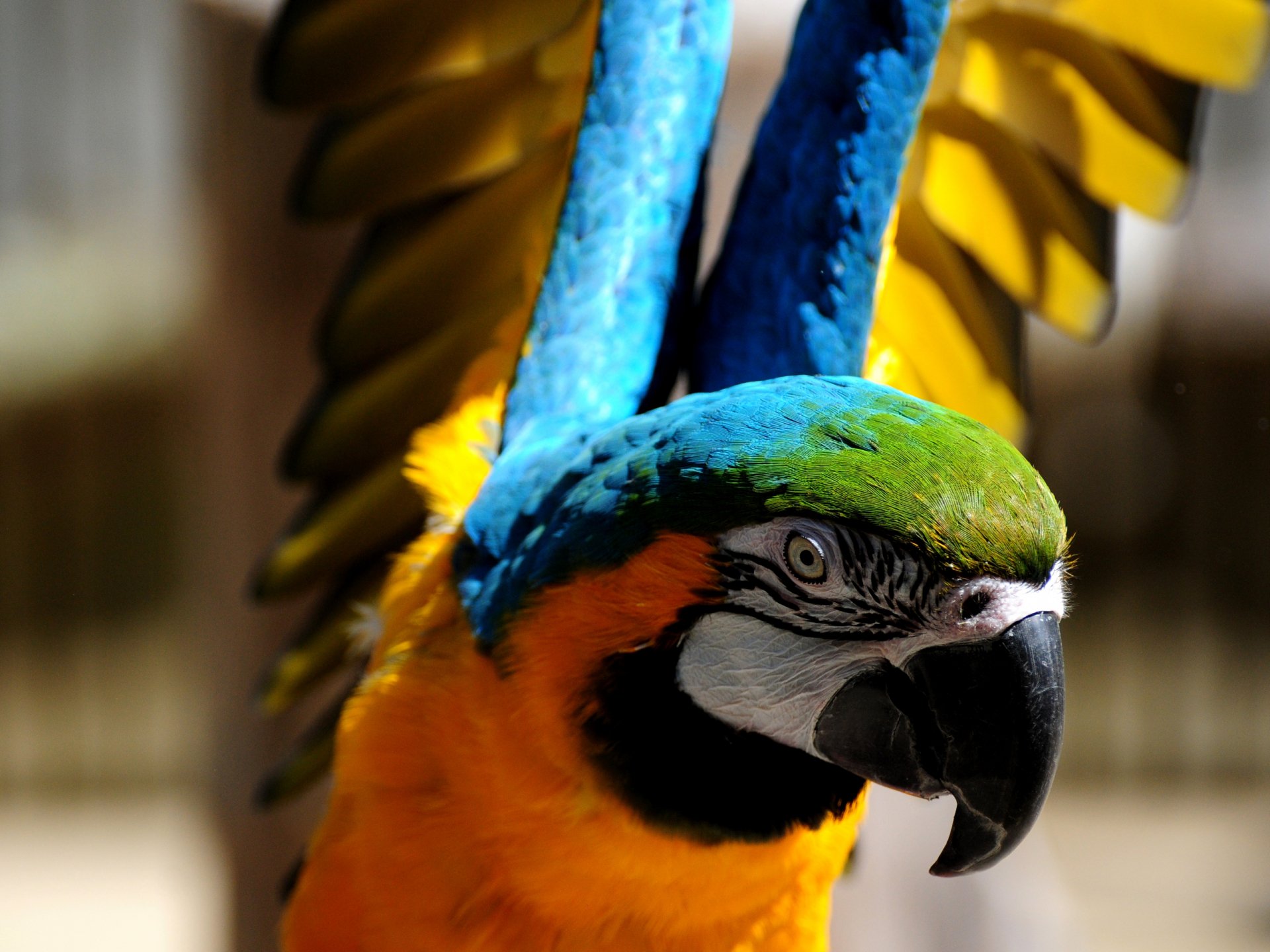 Vivid close-up of a blue-and-yellow macaw (animal) with bright plumage and spread wings, captured as a 2K Quad HD PC desktop wallpaper/background.