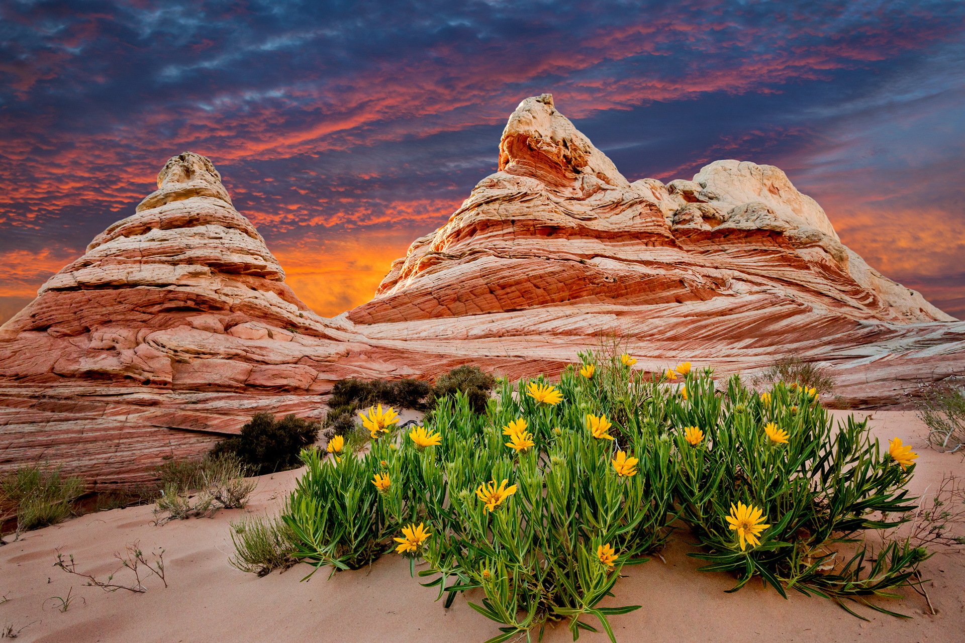 Desert bloom. Цветущая пустыня Намиб. Оазис пустыня Мексика. Цветок в пустыне. Пустынный пейзаж.