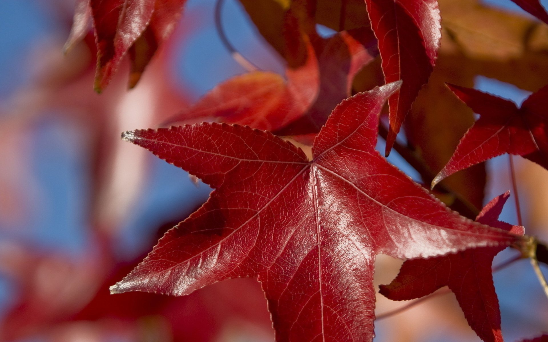Crimson Starleaf — 2K Quad HD Nature Wallpaper | 2560x1600 | Wallpaper ...
