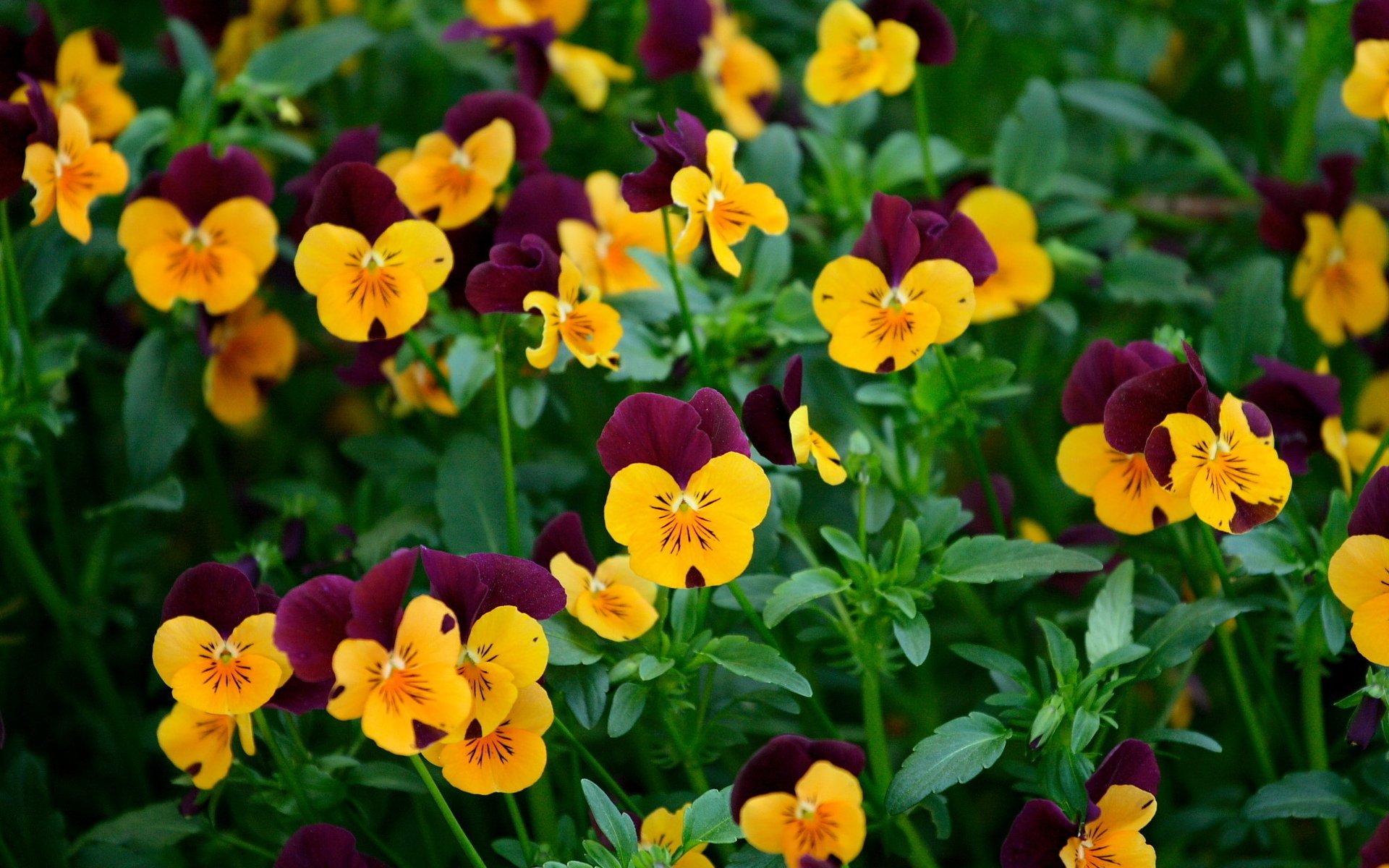 Download Flower Nature Pansy HD Wallpaper