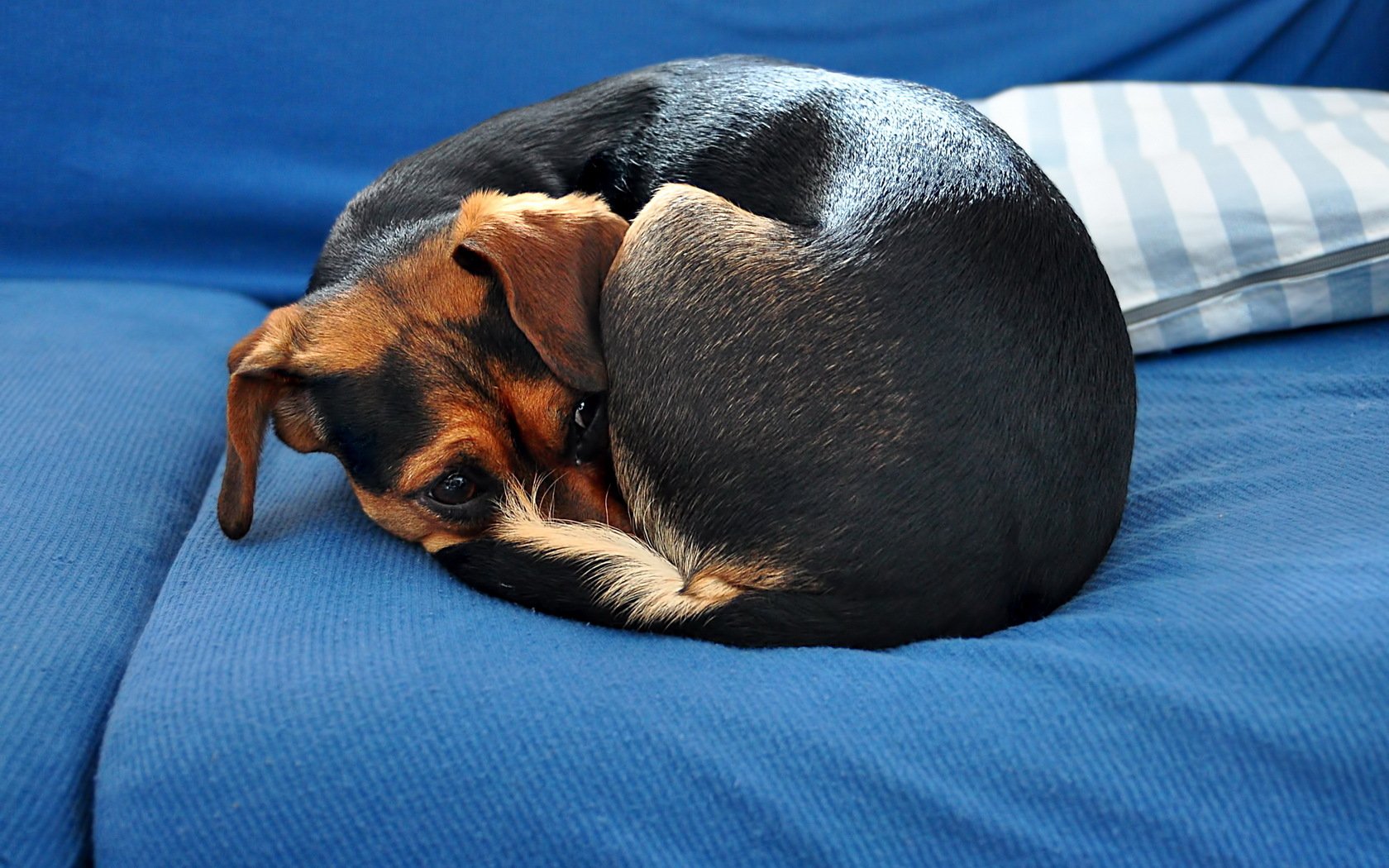 HD PC desktop wallpaper and background of an animal dog: a small black-and-tan pup curled into a tight ball on a blue couch next to a striped pillow.