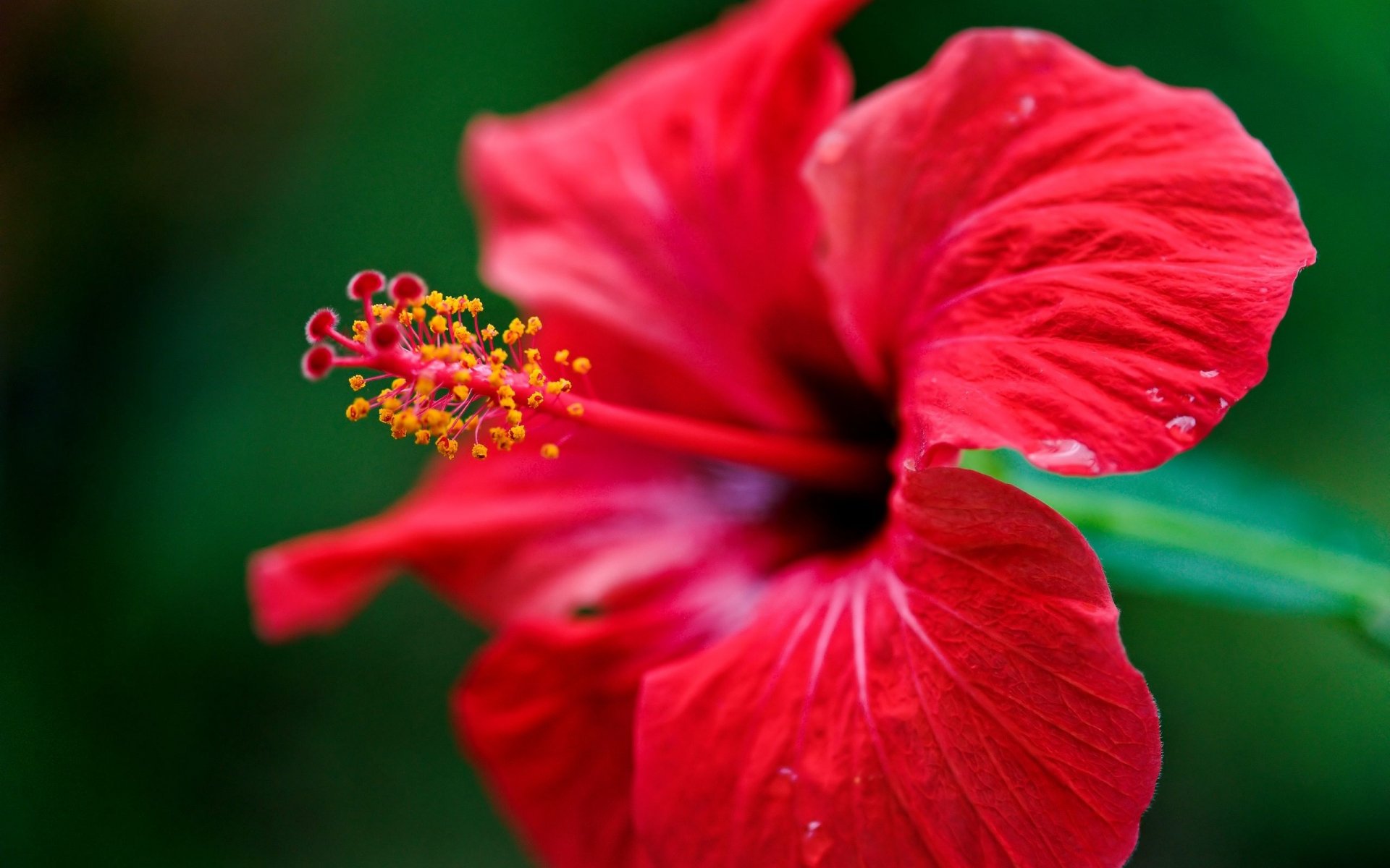 Close-up of a vibrant red hibiscus flower in nature, captured in stunning HD for PC desktop wallpaper and background.