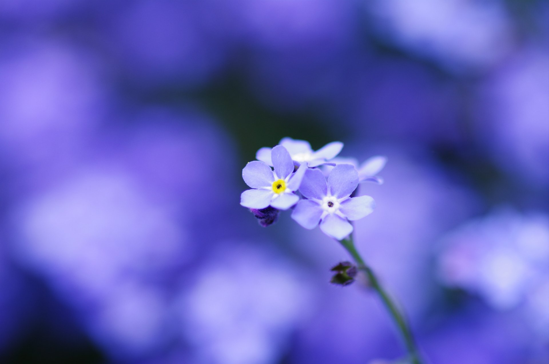 Close-up of delicate forget-me-not flowers in vibrant purple hues, captured in high definition as a nature-inspired PC desktop wallpaper and background.
