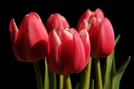 flower nature tulip HD Desktop Wallpaper | Background Image