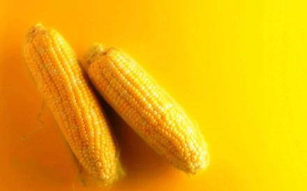 food corn HD Desktop Wallpaper | Background Image