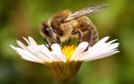 Close-up HD desktop wallpaper of a bee collecting nectar from a white daisy flower against a blurred green background.