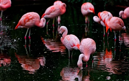 HD PC desktop wallpaper featuring a group of vibrant pink flamingos standing and wading in dark water, showcasing their elegant poses and reflections.