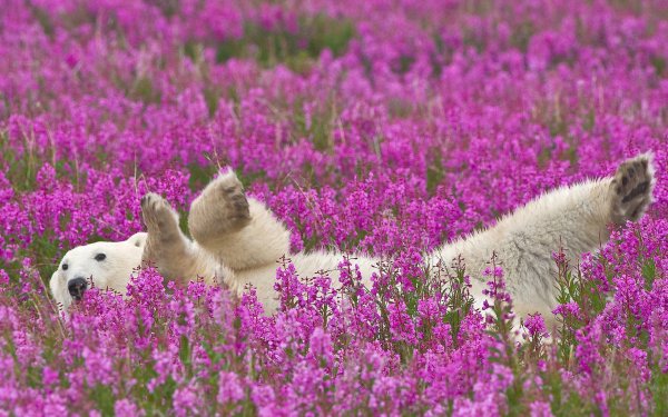 Animales Oso Polar Osos Flor Canadá Polar  Bear Wildlife Pink Flower predator Fondo de pantalla HD | Fondo de Escritorio
