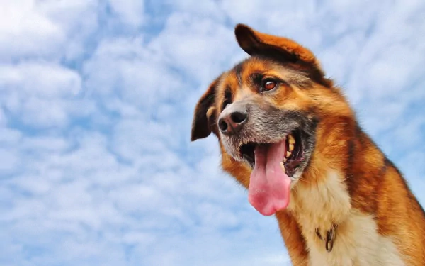 A happy dog with its tongue out poses against a vibrant blue sky, creating a captivating HD wallpaper for a desktop background.