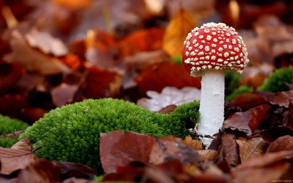 HD PC desktop wallpaper featuring a vibrant red-and-white mushroom growing among green moss and fallen autumn leaves in a natural forest setting.