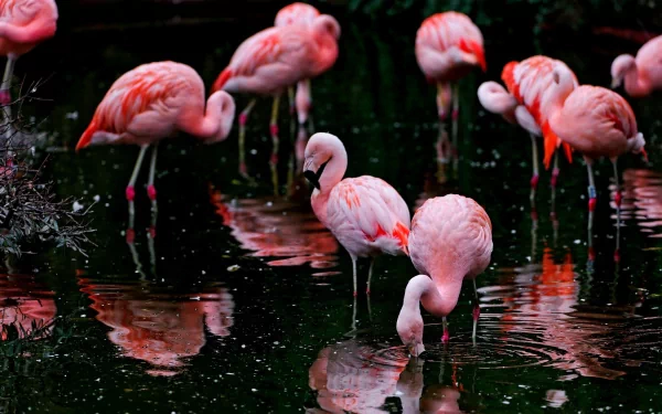 HD PC desktop wallpaper featuring a group of vibrant pink flamingos standing and wading in dark water, showcasing their elegant poses and reflections.