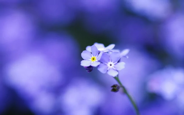 flower nature forget-me-not HD Desktop Wallpaper | Background Image