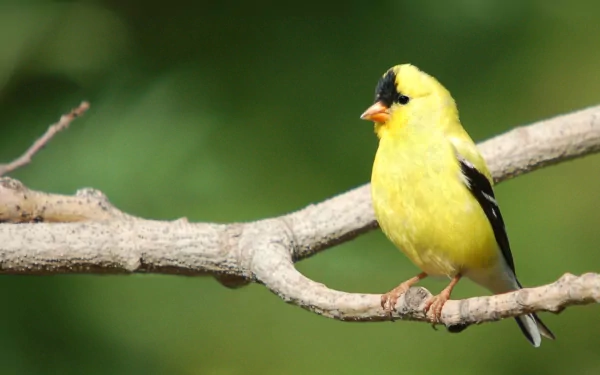 HD PC desktop wallpaper: bright yellow American goldfinch (animal) perched on a thin branch against a soft green blurred background.