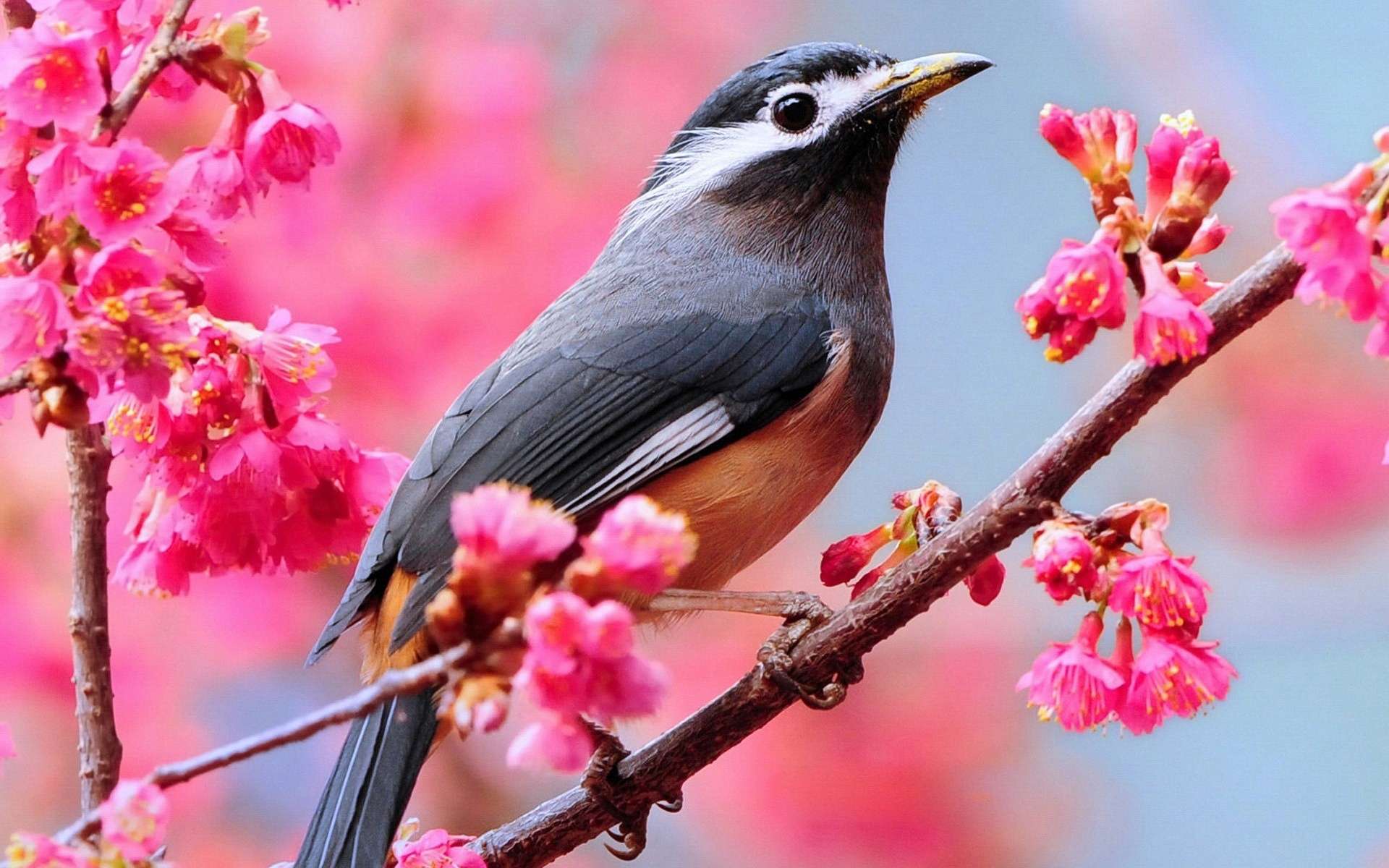 White-Eared Sibia HD Wallpapers and Backgrounds