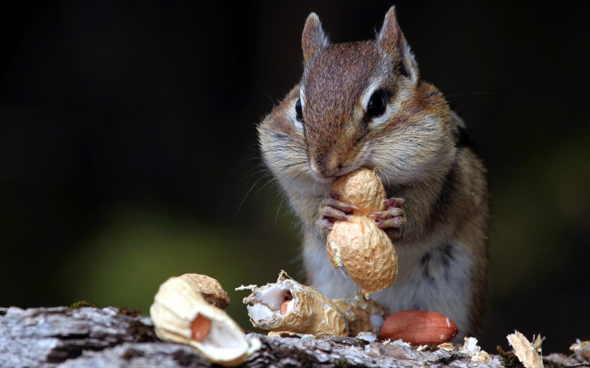 HD desktop wallpaper featuring a close-up of a chipmunk holding and nibbling on a peanut against a dark, blurred background.