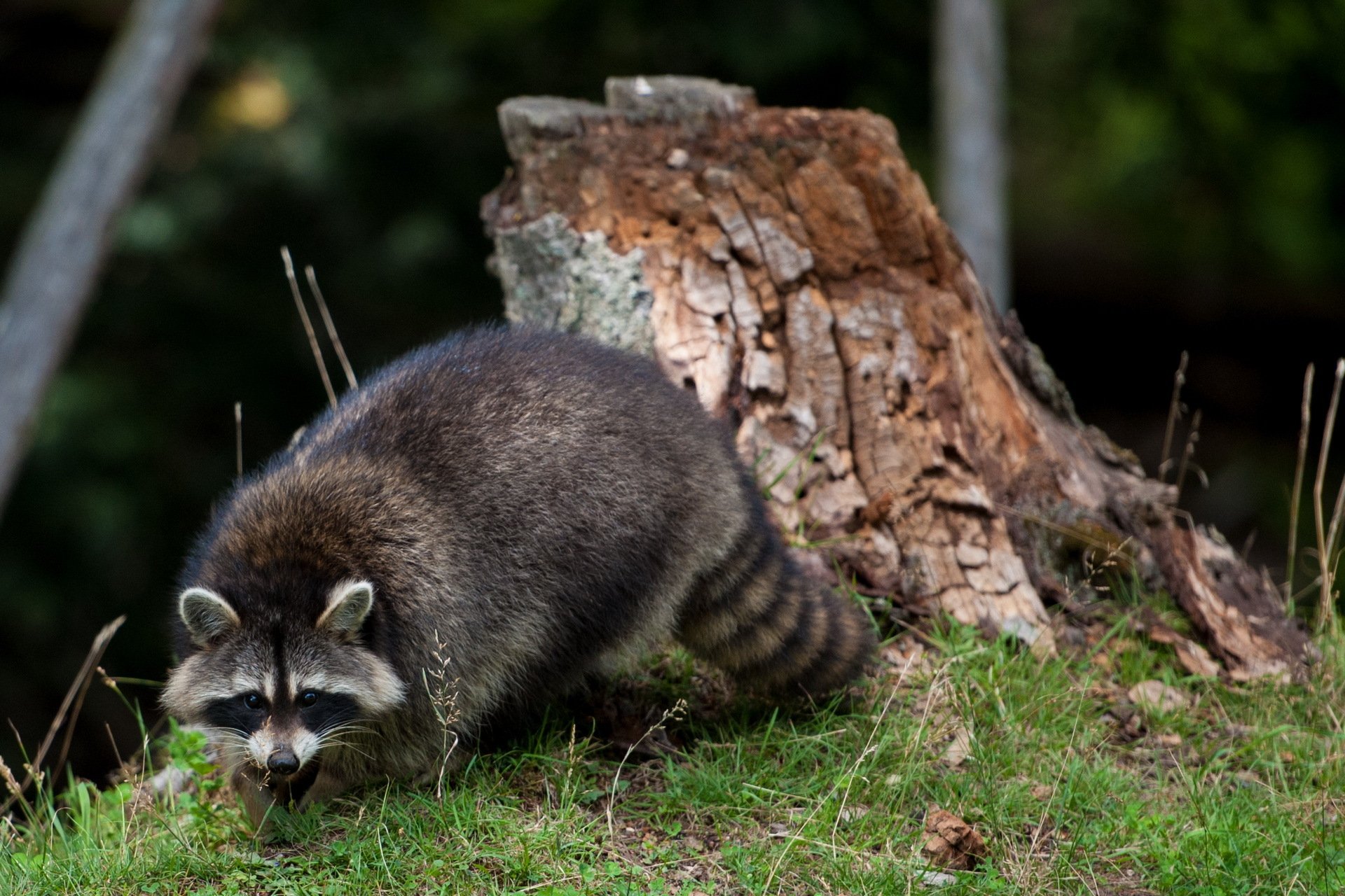 HD PC desktop wallpaper featuring a raccoon near a tree stump on a grassy forest floor.