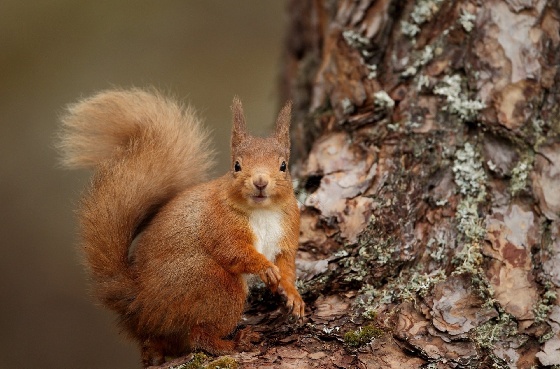 Download Animal Squirrel HD Wallpaper