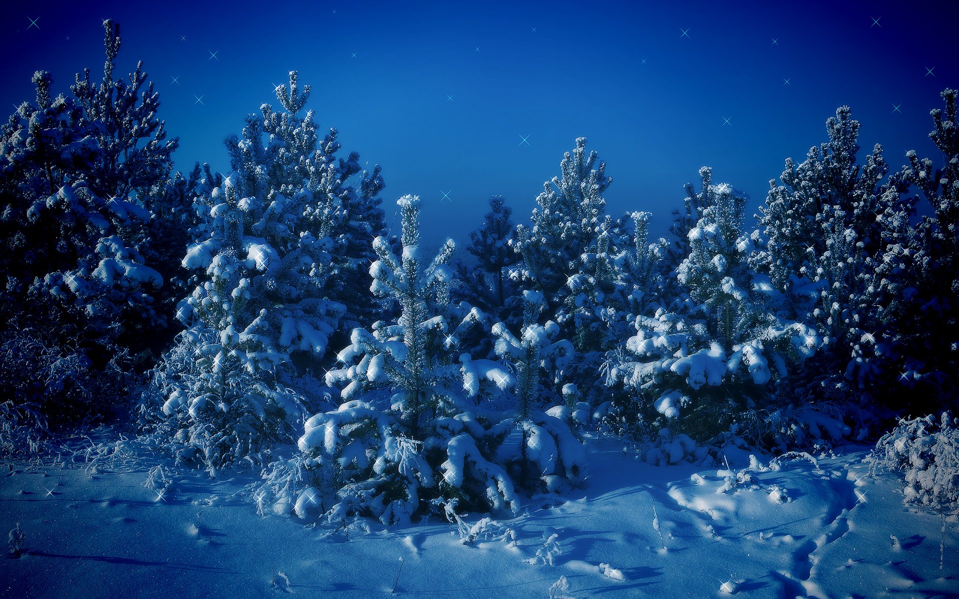 Download Forest Pine Tree Tree Snow Nature Winter HD Wallpaper ...