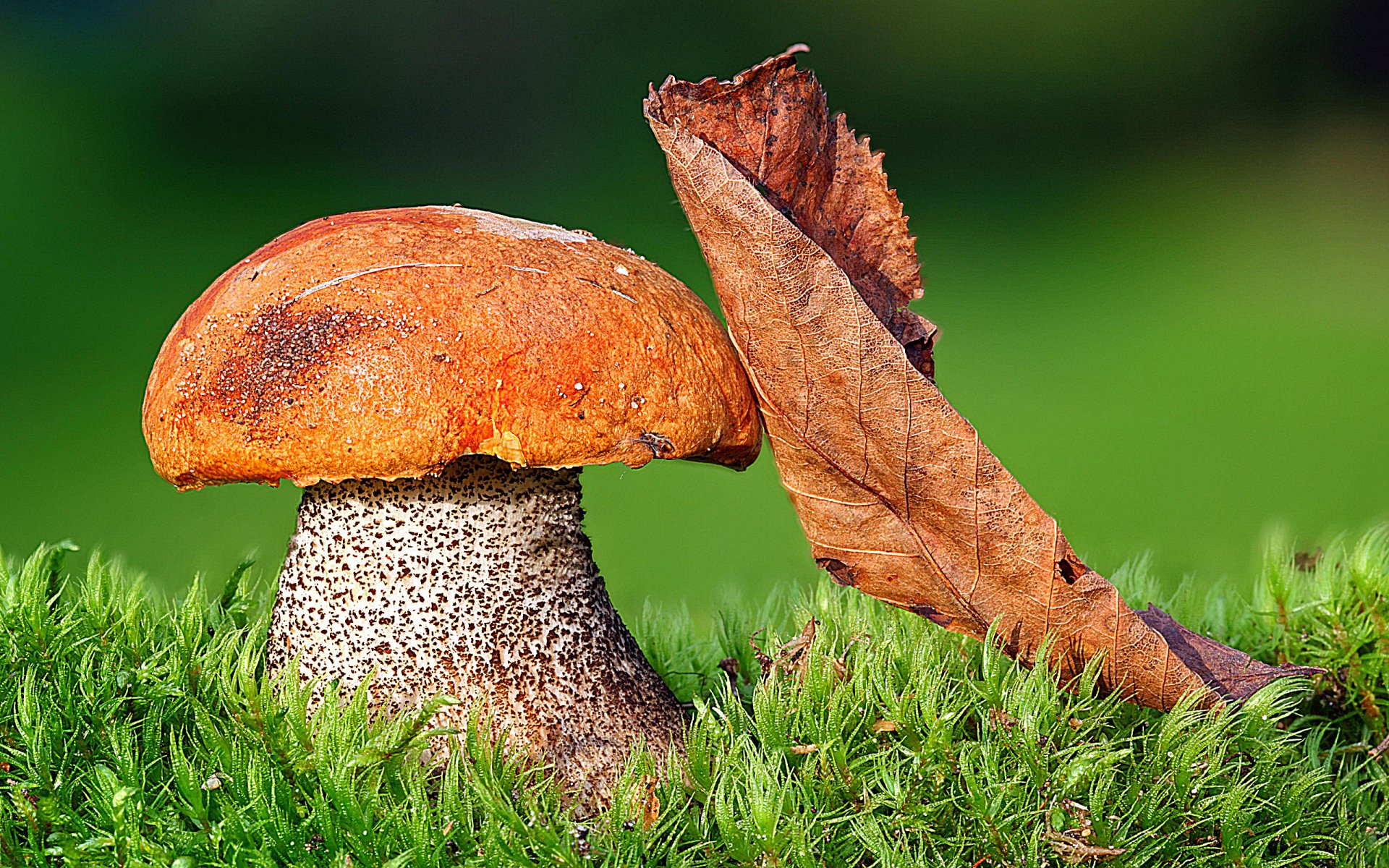 HD desktop wallpaper featuring a close-up of an orange-capped mushroom and a dried leaf resting on green moss in a natural setting.