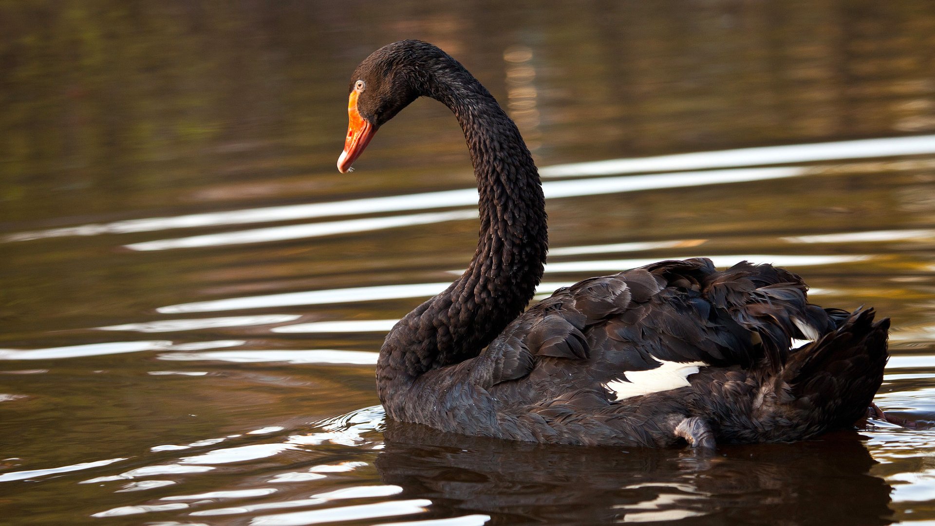 A black swan glides gracefully on calm water, captured in crisp detail for an HD PC desktop wallpaper featuring animal wildlife.