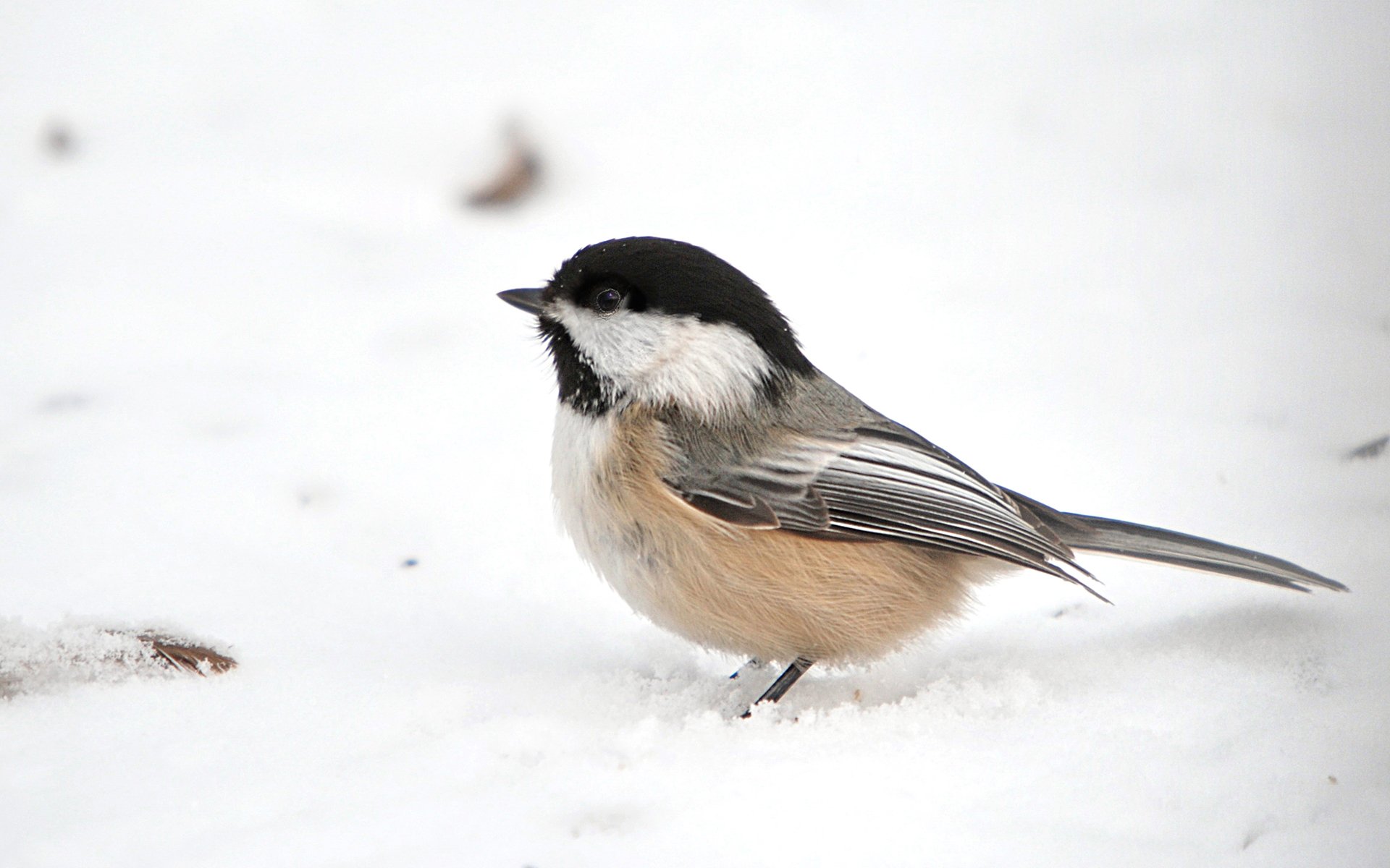 Moril-mésange à tête noire by Moril