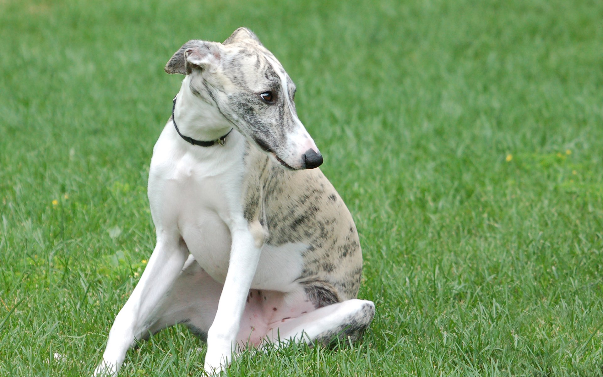 HD desktop wallpaper featuring a greyhound dog sitting on green grass, showcasing its sleek and elegant form in a natural outdoor setting.