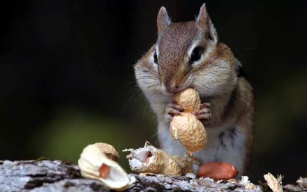 HD desktop wallpaper featuring a close-up of a chipmunk holding and nibbling on a peanut against a dark, blurred background.