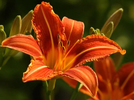 A vibrant orange daylily blooms gracefully, showcasing intricate petals and delicate details, creating a stunning nature-inspired backdrop for any desktop.