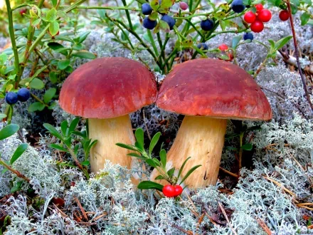 HD PC desktop wallpaper showcasing two vibrant red-capped mushrooms growing among green plants and white moss in a natural forest setting.