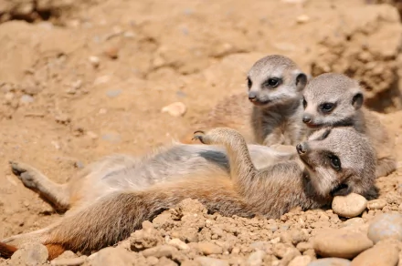 Three meerkats lounging on sunlit sandy ground, playful trio in sharp detail — 2K Quad HD PC desktop wallpaper and background.