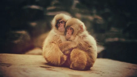 Animal Japanese macaque snow monkey HD Desktop Wallpaper | Background Image