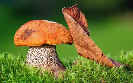 HD desktop wallpaper featuring a close-up of an orange-capped mushroom and a dried leaf resting on green moss in a natural setting.