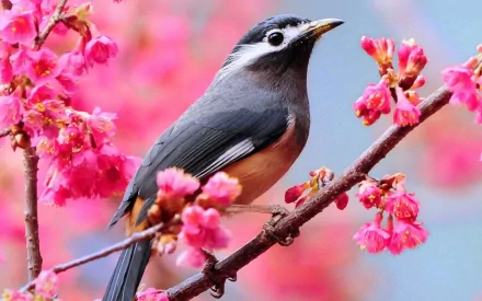 A white-eared sibia perched on a branch, surrounded by vibrant pink flowers. This HD image captures the beauty of nature and wildlife, making it a stunning desktop wallpaper.